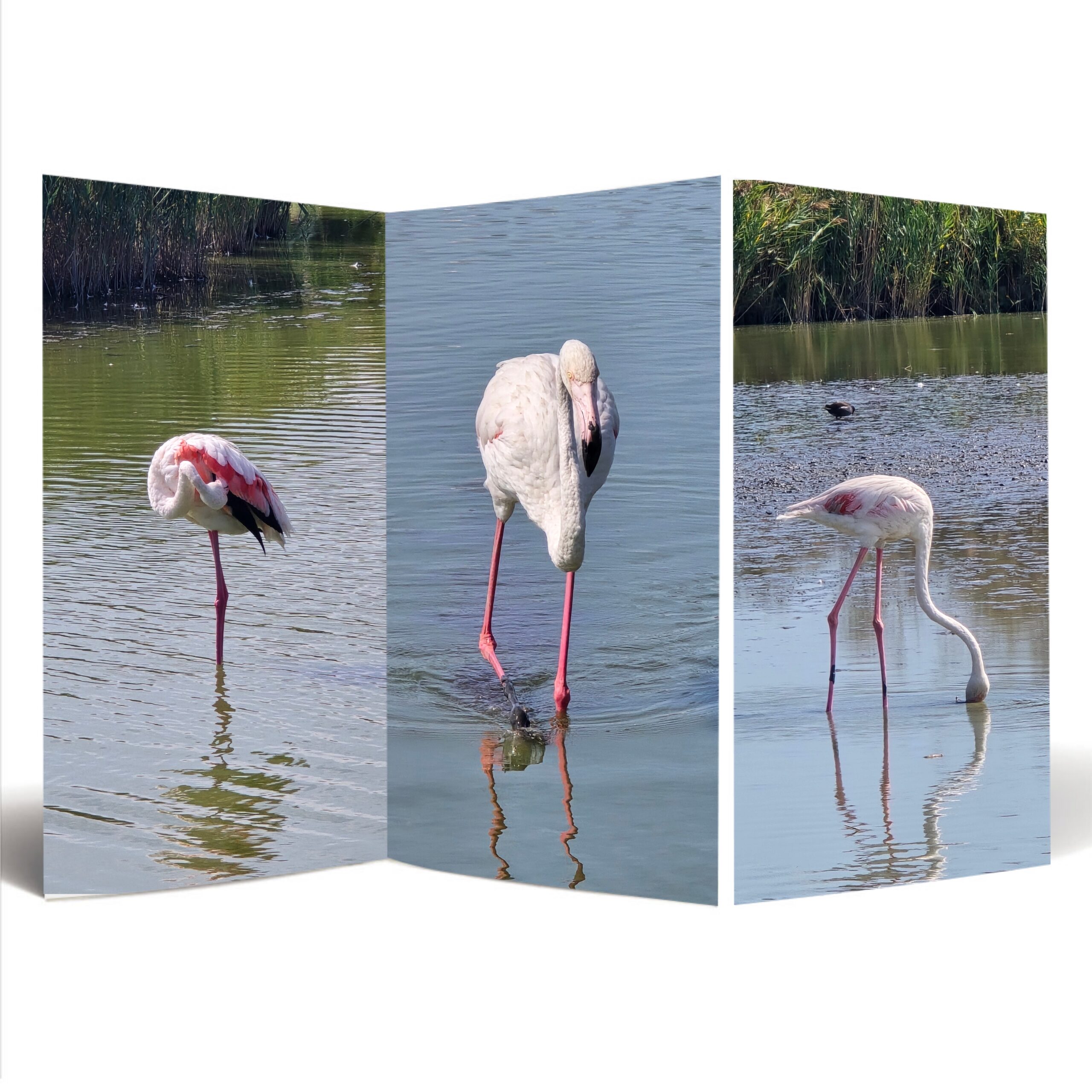 You are currently viewing Du Sud-Est au Sud Ouest -3-